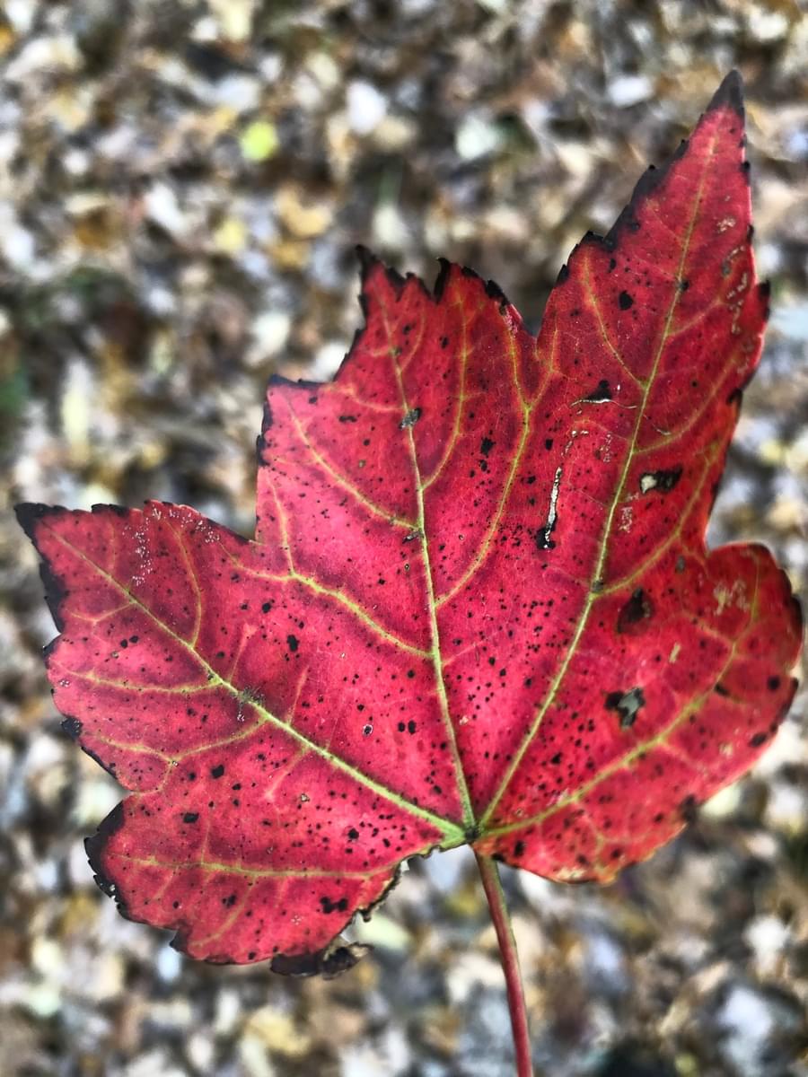 Bright red autumn leaf